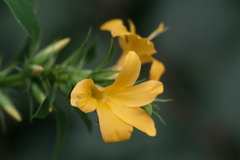 Barleria prionitis